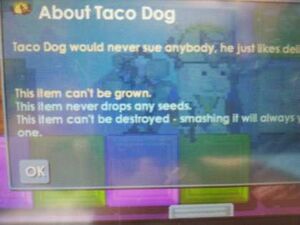 TacoDog info photo.jpeg